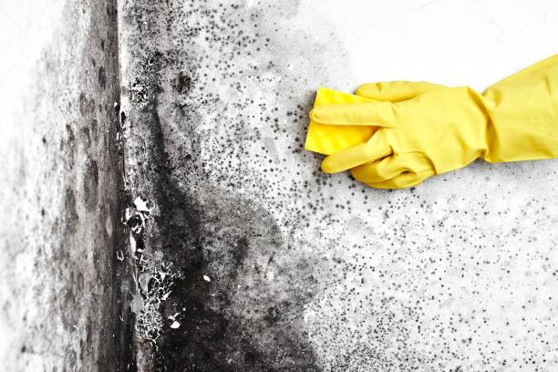 Trusted Clinton, KY Mold Removal Experts