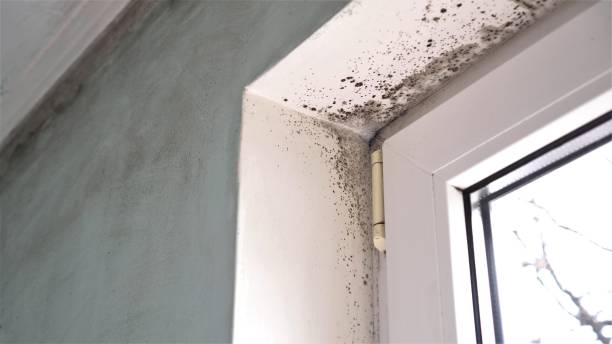 Crawl Space Mold Removal in Clinton, KY