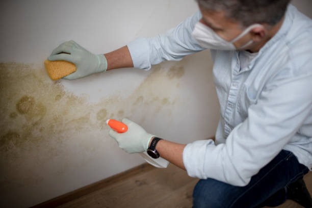 Best Affordable Mold Removal  in Clinton, KY