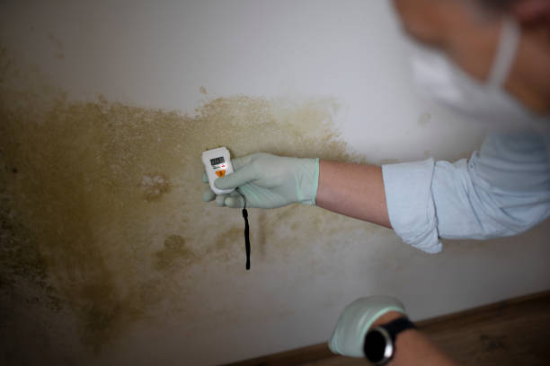 Best Mold Inspection  in Clinton, KY