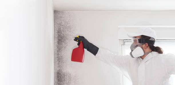 Certified Mold Removal in Clinton, KY