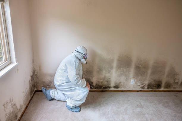 Best Toxic Mold Removal  in Clinton, KY