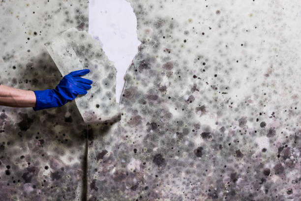 Best Mold Remediation  in Clinton, KY